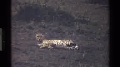 Mara Tanzania (1983): Summer Afternoon Leopard Resting In The Shade And Looking