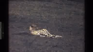 Mara Tanzania (1983): Adult Cheetah Resting In The Sun While Surveying Its