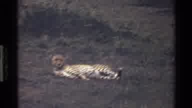 Mara Tanzania (1983): A Spotted Large Cat Chilling And Waiting In The Sun