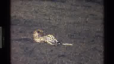 Mara Tanzania (1983): Watching The Cheetah Enjoying The Day