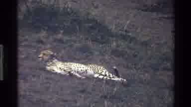 Mara Tanzania (1983): Cheetah Lying On The Ground And Then Looking Up And Looking