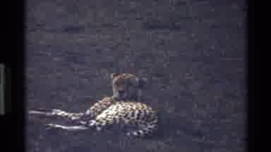 Mara Tanzania (1983): Cheetah At Rest And Lying Down