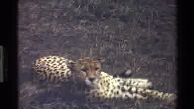 Mara Tanzania (1983): The Cheetah Is Waiting That Food