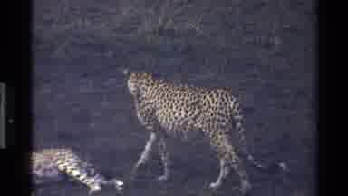 Mara Tanzania (1983): Cheetah Walks Around A Cheetah That Is Laying Down