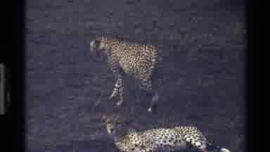 Mara Tanzania (1983): A Cheetah Walks Around And A Bird Of Prey Takes Flight