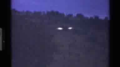 Mara Tanzania (1983): Large Bird In Flight And A Coyote Sniffing The Ground