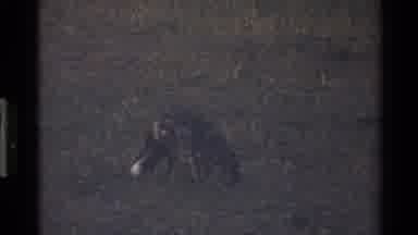 Mara Tanzania (1983): Coyote Like Animal Scavenging For Food In Flat Lands