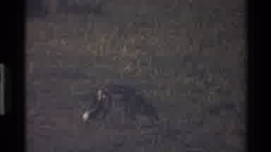 Mara Tanzania-1983: Wild Canine With Spots And Fluffy Tail Sniffs The Ground And