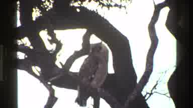 Mara Tanzania (1983): Owl On The Branch Of A Tree And Deer Looking At It