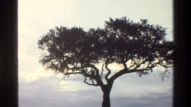 Mara Tanzania (1983): Tree Nature Life Moments Landscape