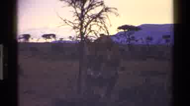 Mara Tanzania (1983): The Beauty Of Wildlife
