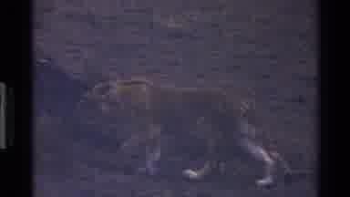 Mara Tanzania (1983): Camera Pans From Right To Left Capturing Lioness Walking