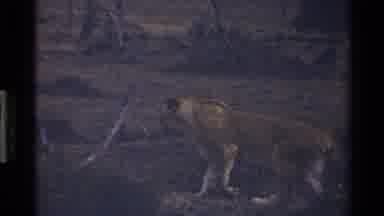 Mara Tanzania (1983): Lion In The Wild Walking Then Sitting Down And Looking