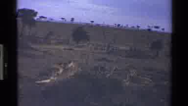 Mara Tanzania (1983): Two Sleepy Lions Relaxing On The Plains In The Wild At Dusk