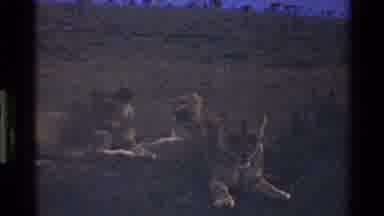 Mara Tanzania (1983): Pack Of Lions Chilling Out In The Wild Next To One Another