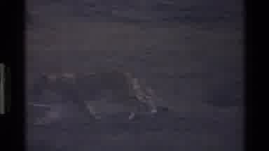 Mara Tanzania (1983): Even After Sunset The Lions Still Hunt In The Savannah Of