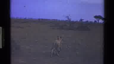 Mara Tanzania (1983): At Dusk Lioness And Canine Hunt In The Savannah