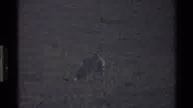Mara Tanzania (1983): Fox Moving Left To Right In Low Light