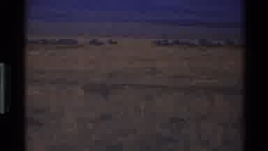 Mara Tanzania (1983): A Lion In A Wildlife With Several Buffaloes In The Distant