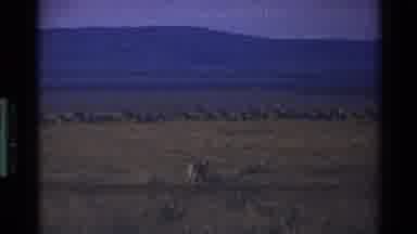 Mara Tanzania (1983): Young Lion Hunting Down Herd Of Wild Prey For Dinner