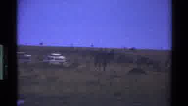 Mara Tanzania (1983): Chow Time On The Safari Lions Feast On Antelope