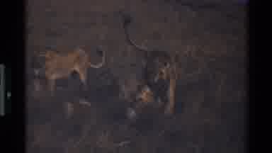 Mara Tanzania (1983): Pack Of Lions Eating Zebra