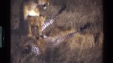 Mara Tanzania (1983): Pride Of Lions Feast On Prey In African Bushlands With