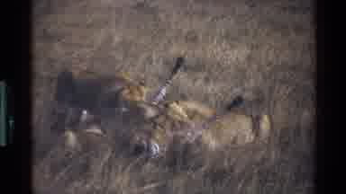 Mara Tanzania (1983): Pride Of Adult Lions Consume A Young Fallen Zebra In Grass