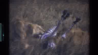 Mara Tanzania (1983): Two Lions Eating A Zebra In The Savanna And Clouds Over A