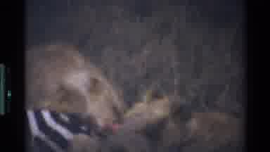 Mara Tanzania (1983): Animals Food Nature Cycle Life