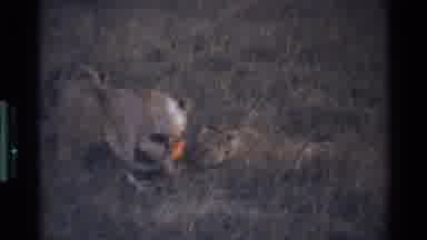 Mara Tanzania (1983): A Group Of Lions Attacking And Eating A Zebra