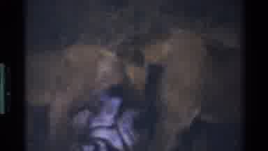 Mara Tanzania (1983): Pack Of Lions Eating A Freshly Killed Zebra Out In The Open