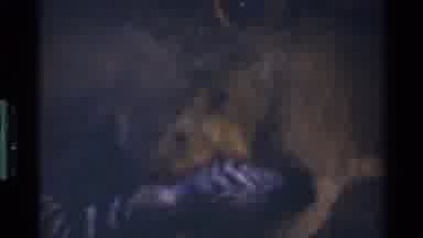 Mara Tanzania (1983): A Large Furry Bear Violently Attacks A Zebra In The Wild