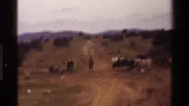 Mara Tanzania (1983): Cows On The Side Of The Road