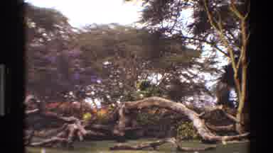 Mara Tanzania (1983): Flowers And Down Trees In The Woods