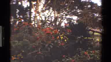 Mara Tanzania (1983): Flowering Plants In A Park