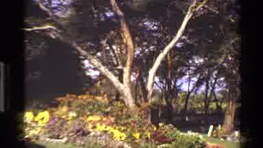 Mara Tanzania (1983): People Walking In Park With A Large Branched Tree On A Clear