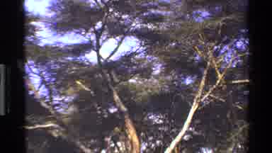 Mara Tanzania (1983): Tall And Vivacious Trees Along The Water On A Summer's Day