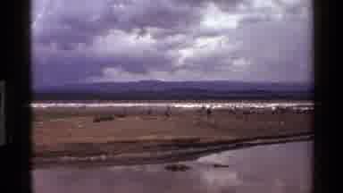 Mara Tanzania (1983): Panoramic View Of A Stream Of Water With A Storm Of Pelicans