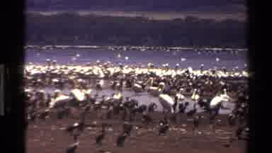 Mara Tanzania (1983): Flock Of Birds