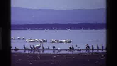 Mara Tanzania (1983): Large Number Of Large Birds Walking And Flying Around A