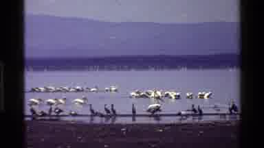 Mara Tanzania (1983): Many White Birds In And Around A Lake And Flying Off