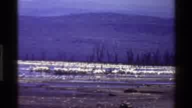 Mara Tanzania (1983): Footage Of A Large Flock Of Thousands Of Birds Which Appear