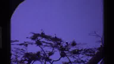 Mara Tanzania (1983): At Dawn On A Wildlife Preserve Birds Congregate In A Tree