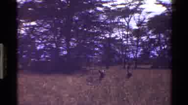 Mara Tanzania (1983): Some Kind Of Animal Hiding In The Grass In The Jungle