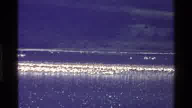 Mara Tanzania (1983): White Birds Fly High Across The Smooth Gleaming Water And
