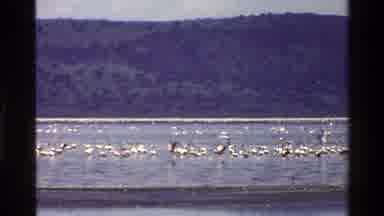Mara Tanzania (1983): Flock Of Seagulls Sitting On Top Of Water With Some Flying