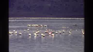 Mara Tanzania (1983): Flock Of Birds On Still Lake Being Stationary And Flying