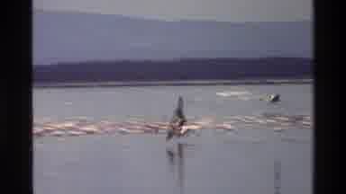 Mara Tanzania (1983): Birds Flying Over Water With Large Flock Of Resting In Water