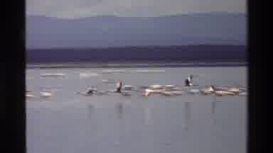 Mara Tanzania (1983): A Great Diversity Of Birds Bathing In Crystal Clear Aquas